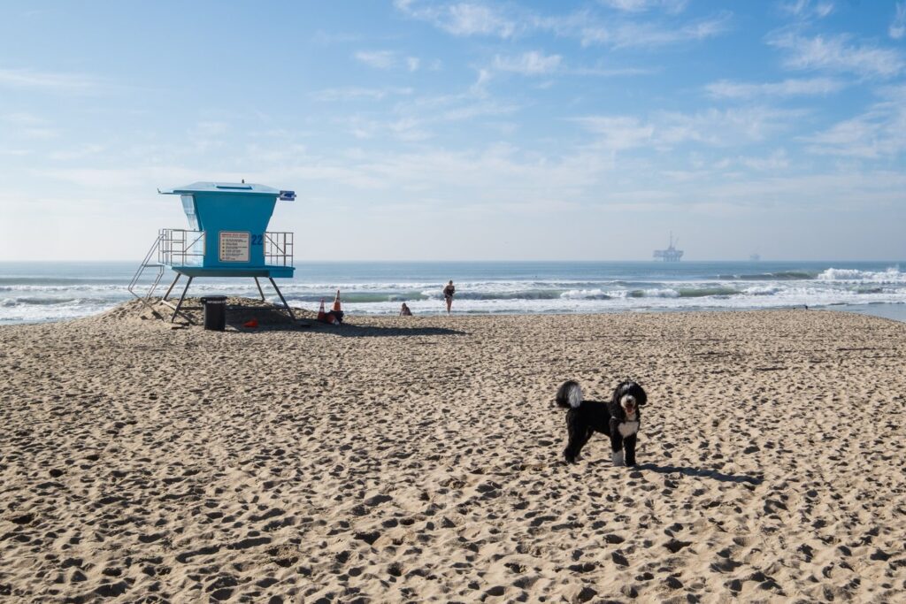 Dog park in Huntington Beach, California
