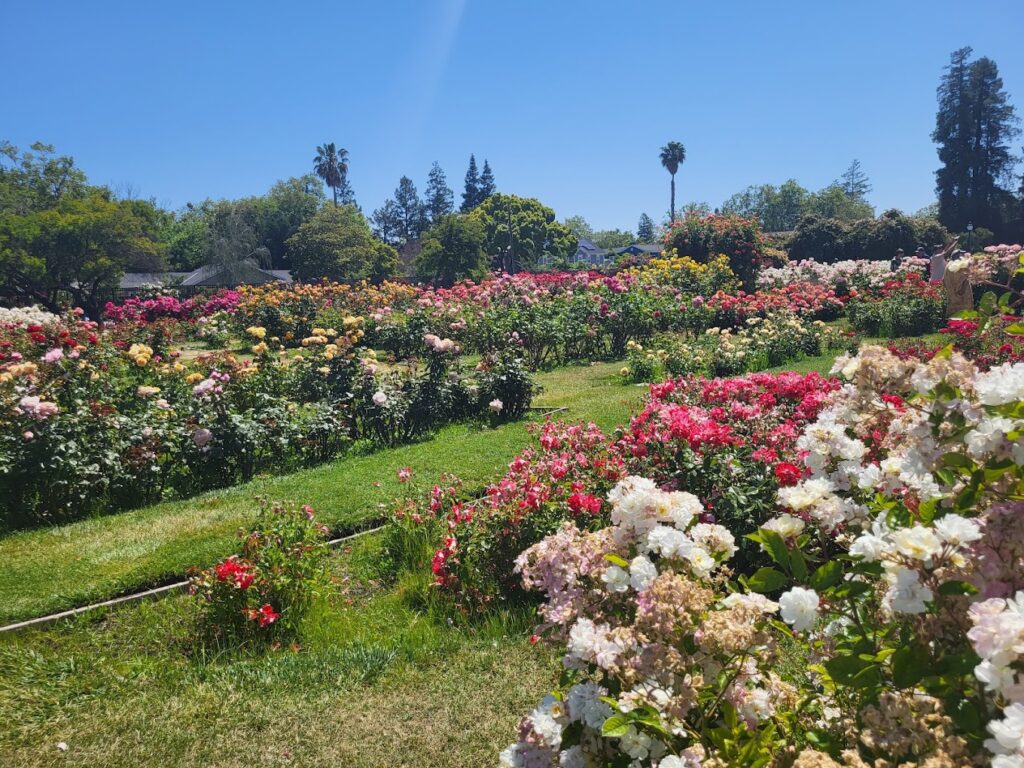 Garden in San Jose, California
